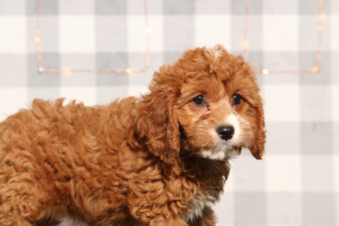 Jela - Female Cavapoo Puppy - Image 4