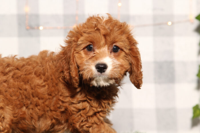 Jela - Female Cavapoo Puppy - Image 3