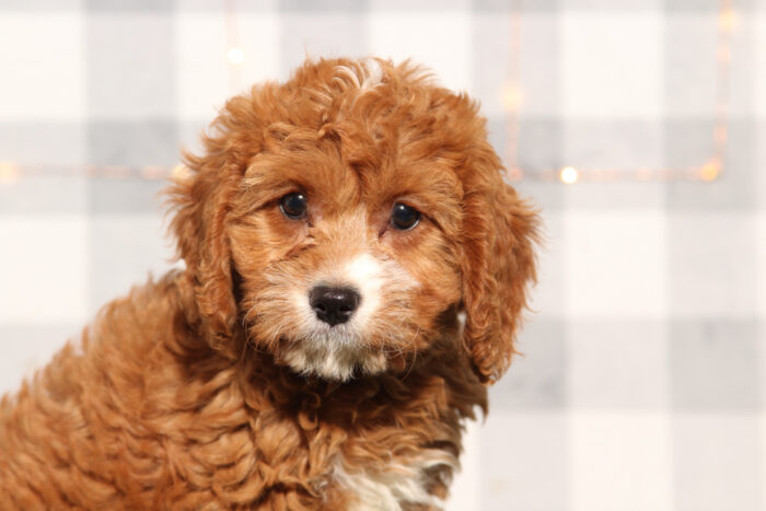 Jela - Female Cavapoo Puppy - Image 2