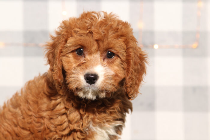 Jela - Female Cavapoo Puppy