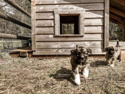 Anatolian Shepherd puppies running near a wooden dog house