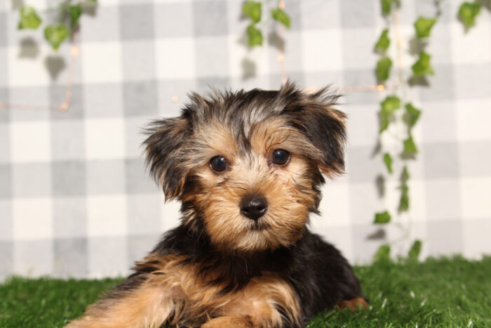 Joe - Black/Tan ACA Male Yorkie Puppy - Image 4