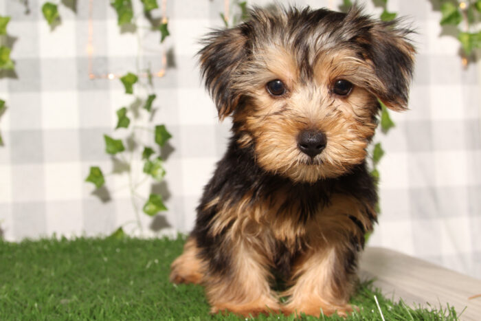 Joe - Black/Tan ACA Male Yorkie Puppy - Image 3