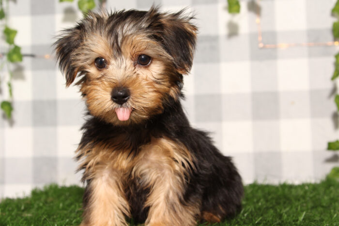 Joe - Black/Tan ACA Male Yorkie Puppy - Image 2