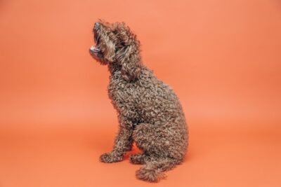 Goldendoodle pup in a studio