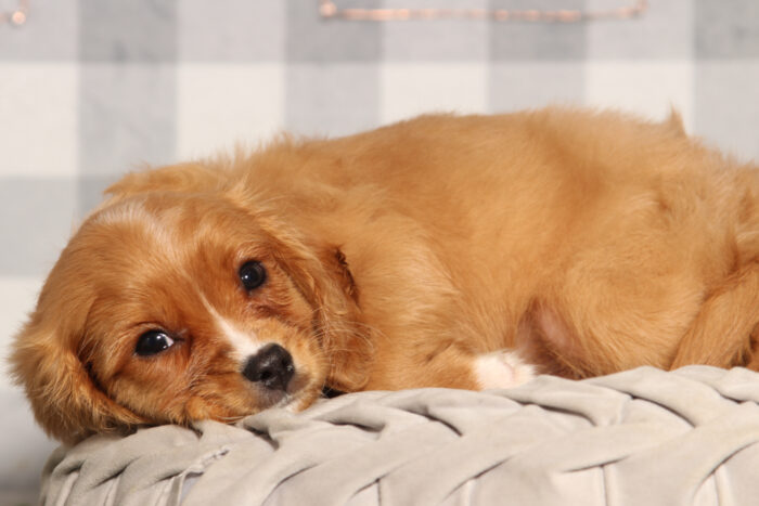 John- Happy Male Cavachon Puppy - Image 4