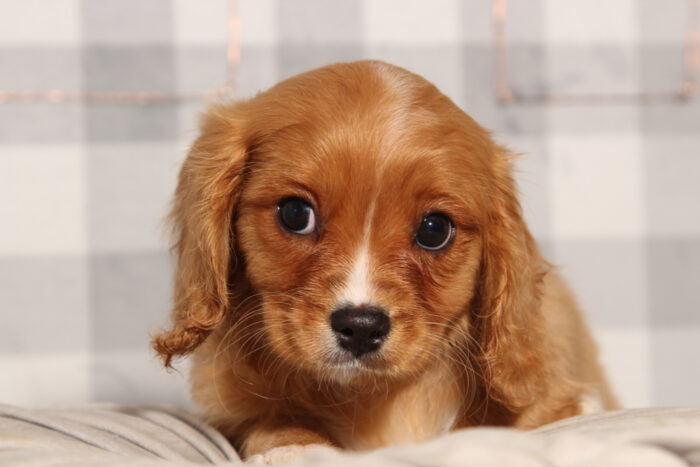 John- Happy Male Cavachon Puppy