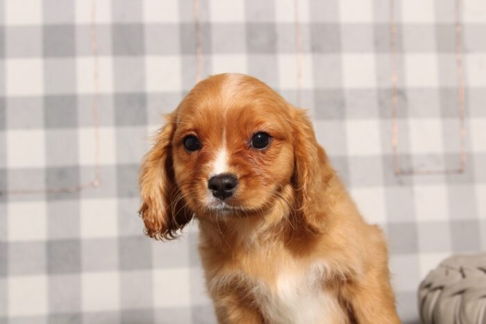 John- Happy Male Cavachon Puppy - Image 3