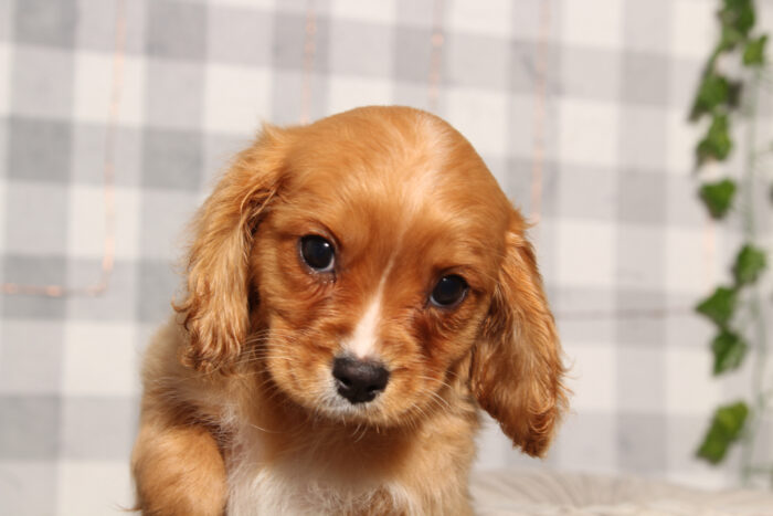 John- Happy Male Cavachon Puppy - Image 2