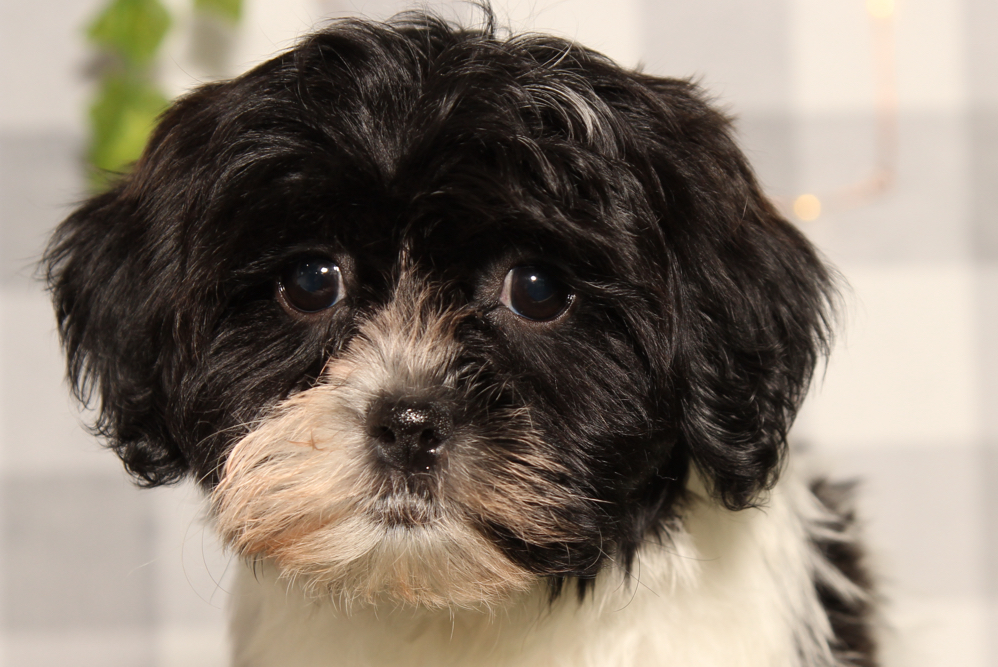 Jolly - Black/White Female Shih Poo Puppy - Image 4