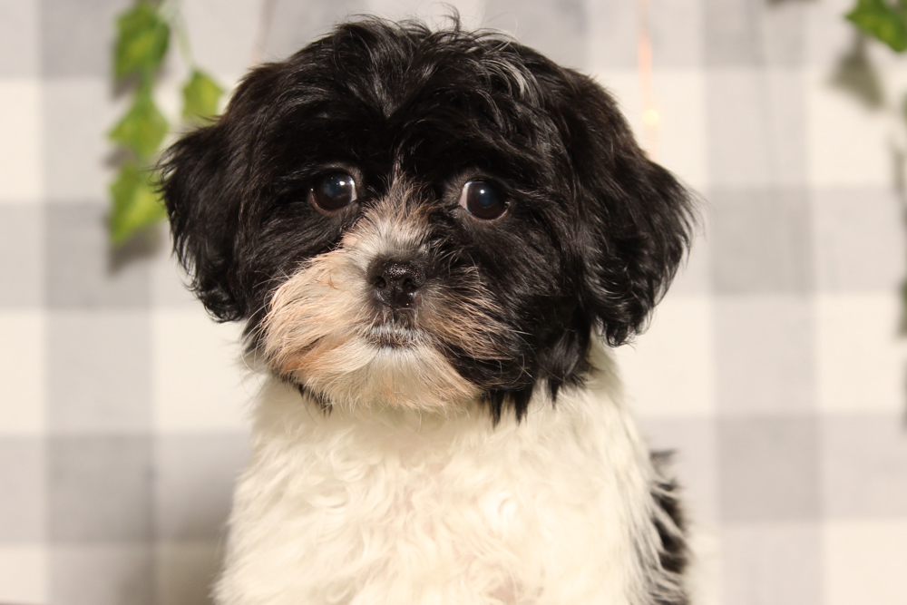 Jolly - Black/White Female Shih Poo Puppy