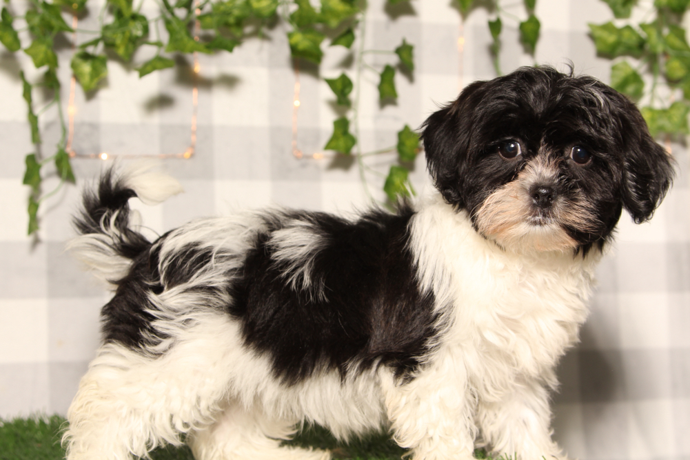 Jolly - Black/White Female Shih Poo Puppy - Image 3