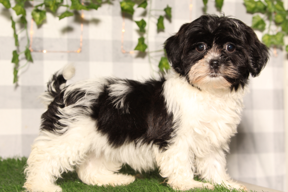 Jolly - Black/White Female Shih Poo Puppy - Image 2