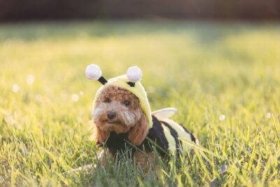 Maltipoo dog wearing a bee costume