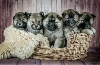 Puppies in the basket