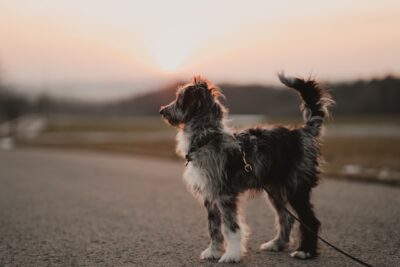 Aussiedoodle Sunset Photo