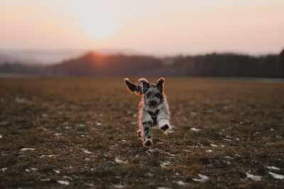 Aussiedoodle Running