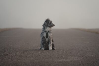 Do Aussiedoodles Shed A Lot