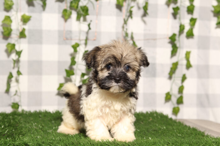 Karen - Tri AKC Female Havanese Puppy