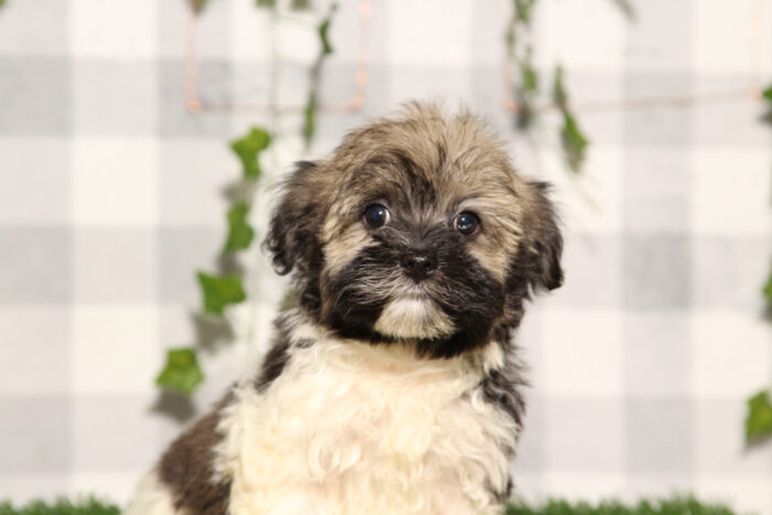 Karen - Tri AKC Female Havanese Puppy - Image 3