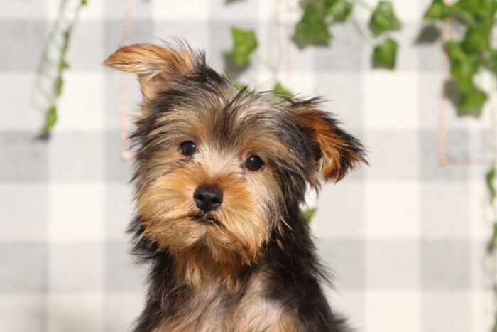 Karl - Black/Tan ACA Male Yorkie Puppy - Image 3