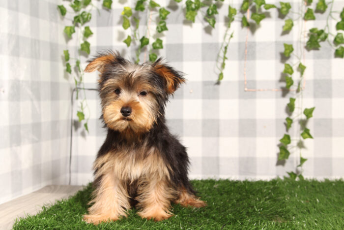Karl - Black/Tan ACA Male Yorkie Puppy - Image 2