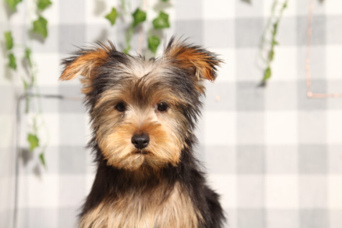 Karl - Black/Tan ACA Male Yorkie Puppy