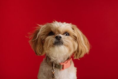 Shih Tzu pup with red background