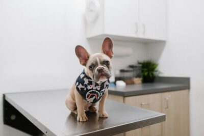 Pup in the vet