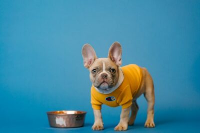 French Bulldog with food bowl