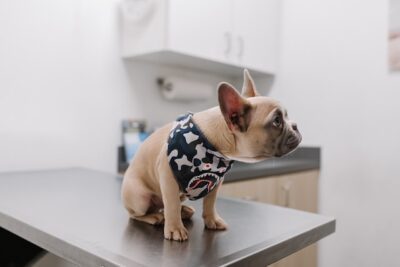 French Bulldog in the Vet