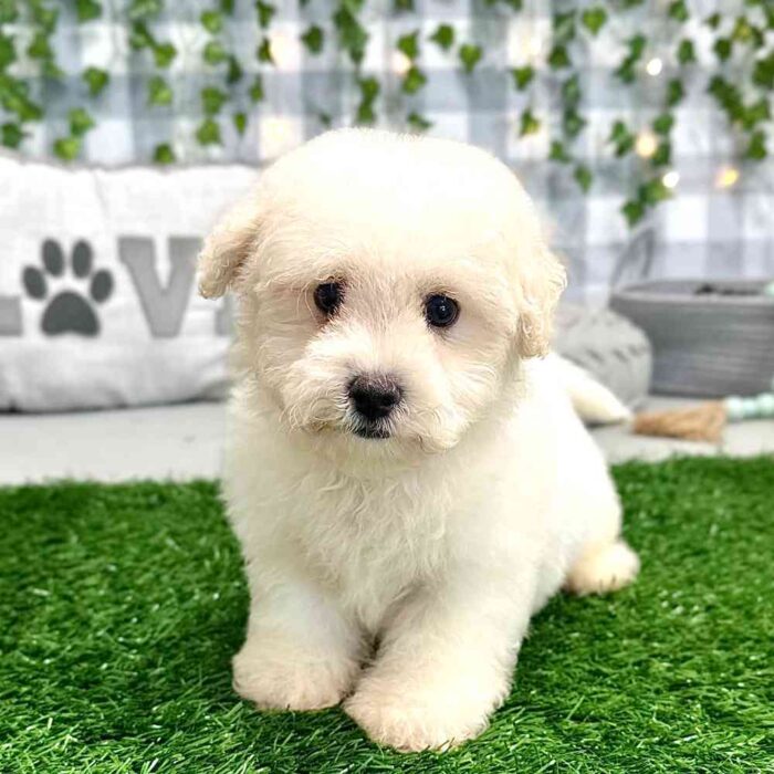 Kenneth - Playful Male Bichon Puppy