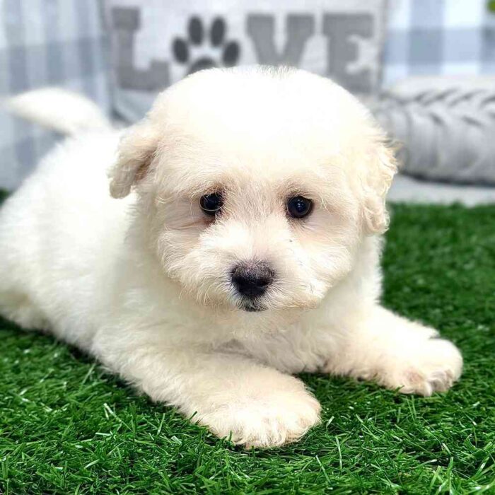 Kenneth - Playful Male Bichon Puppy - Image 4