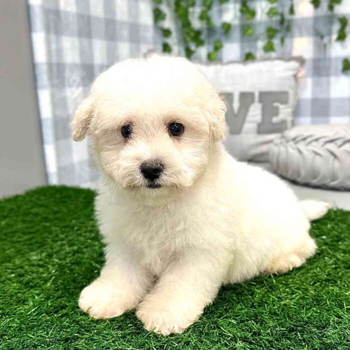 Kenneth - Playful Male Bichon Puppy - Image 3