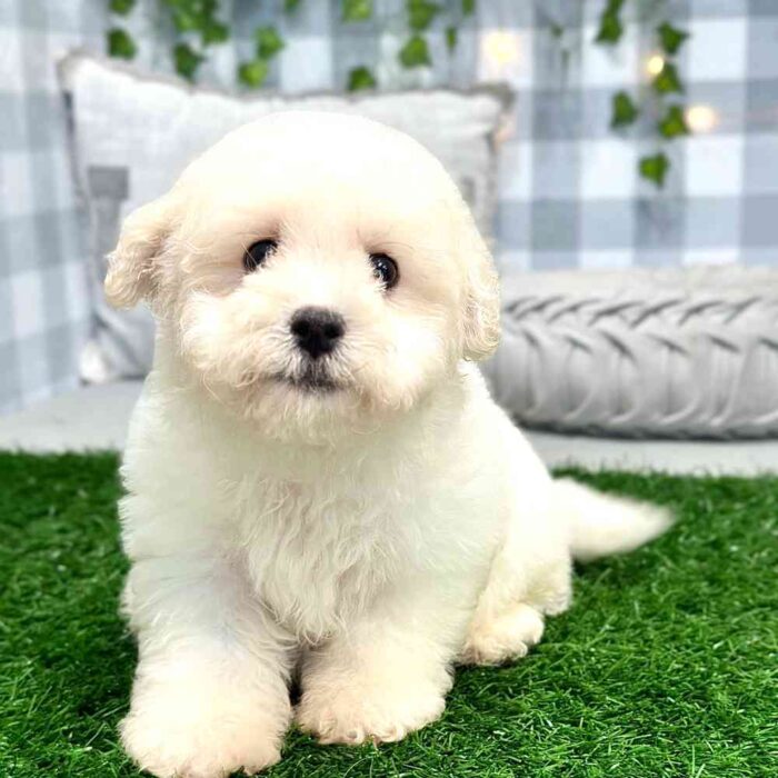 Kenneth - Playful Male Bichon Puppy - Image 2