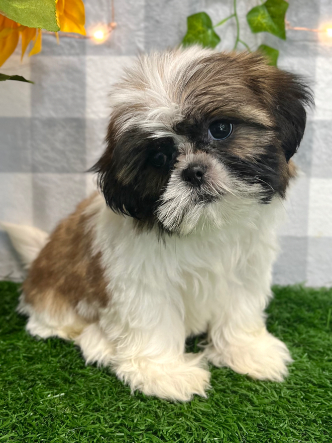 Male Shih Poo Adults 6+ Thousand Baby Shih Tzu Royalty-Free Images
