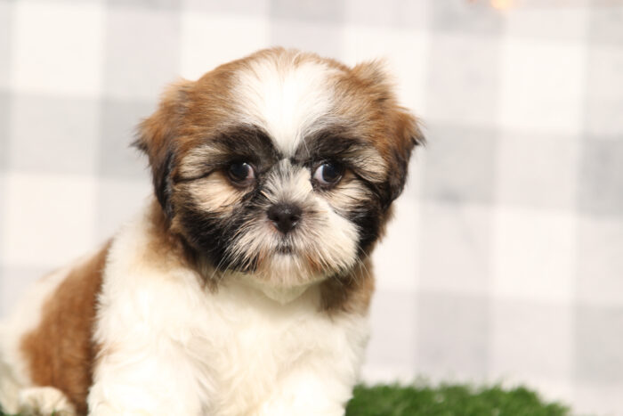 Kenobi - ACA Male Shih-Tzu Puppy - Image 4