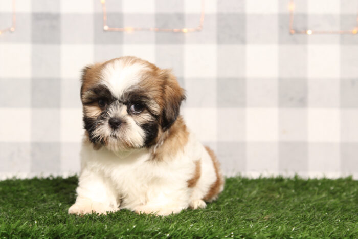 Kenobi - ACA Male Shih-Tzu Puppy - Image 3