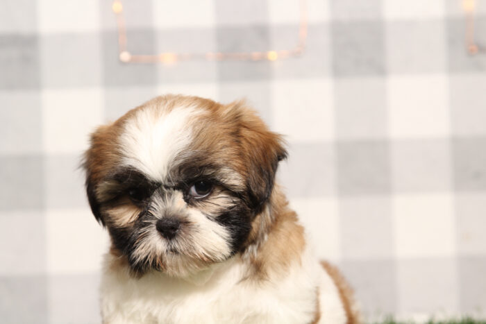 Kenobi - ACA Male Shih-Tzu Puppy - Image 2