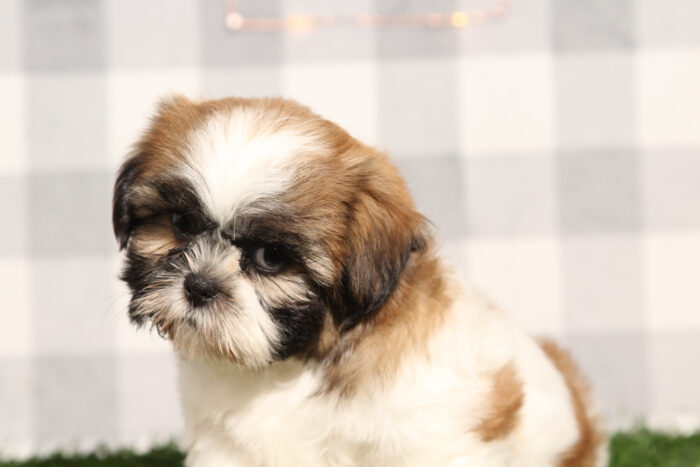 Kenobi - ACA Male Shih-Tzu Puppy