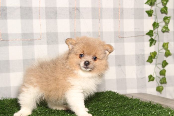 Kevyn- ACA Tri Male Pomeranian Puppy - Image 3