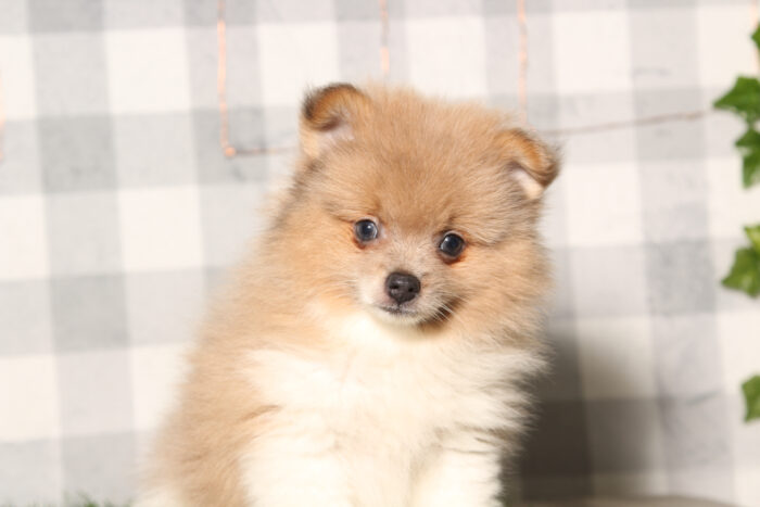 Kevyn- ACA Tri Male Pomeranian Puppy - Image 2