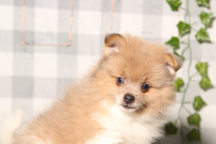 Kevyn- ACA Tri Male Pomeranian Puppy