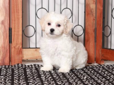 2024 s Ultimate Guide What is a Shichon Dog and Why They re Adored Georgia Puppies Online