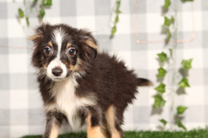 King - Tri Male Mini Australian Shepard Puppy - Image 2