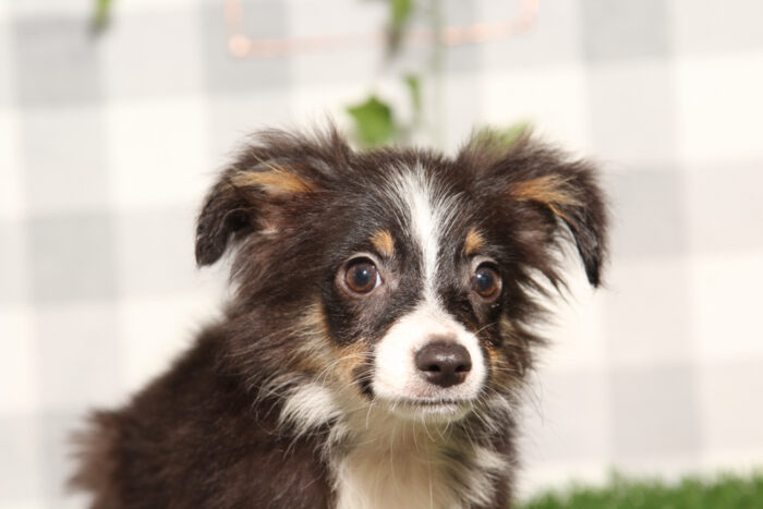 King - Tri Male Mini Australian Shepard Puppy