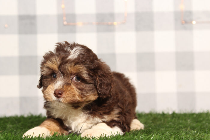 Kona - Chocolate Tri Female F1B Aussiedoodle Puppy - Image 4
