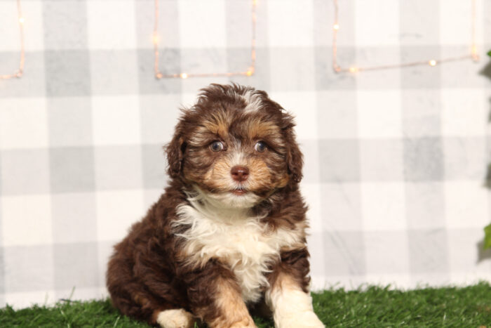Kona - Chocolate Tri Female F1B Aussiedoodle Puppy - Image 2