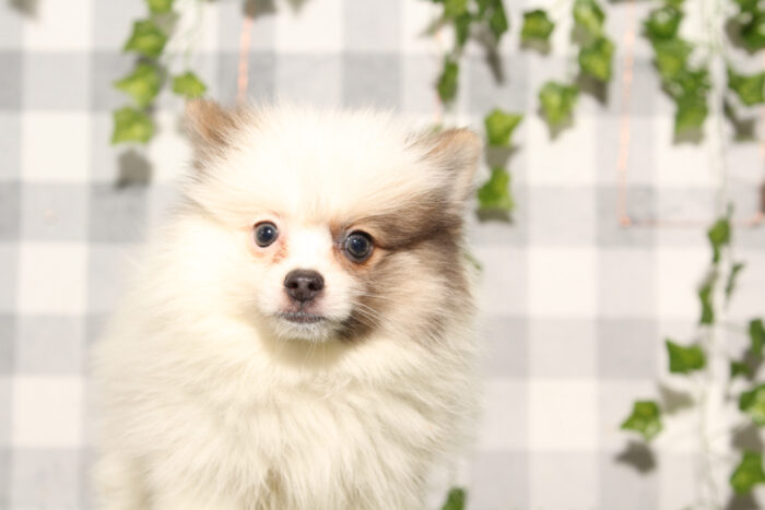 Mr.Krabs - Brown/White ACA Male Pomeranian Puppy - Image 3