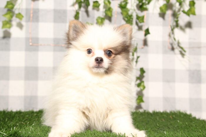Mr.Krabs - Brown/White ACA Male Pomeranian Puppy